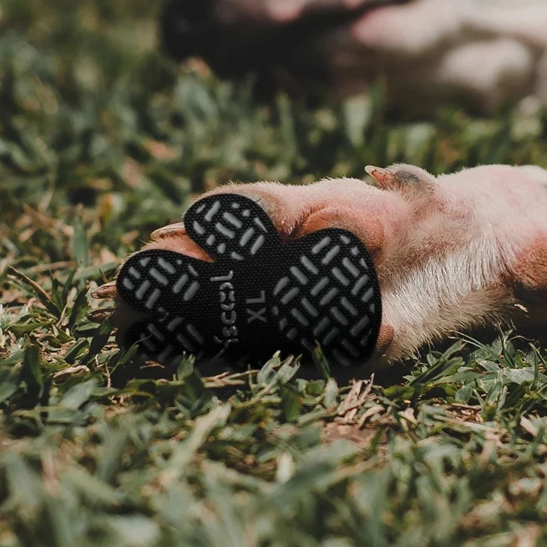 Luminis PawGrip™ – Anti-Rutsch-Pfoten-Griffe für sicheren Halt auf jedem Boden